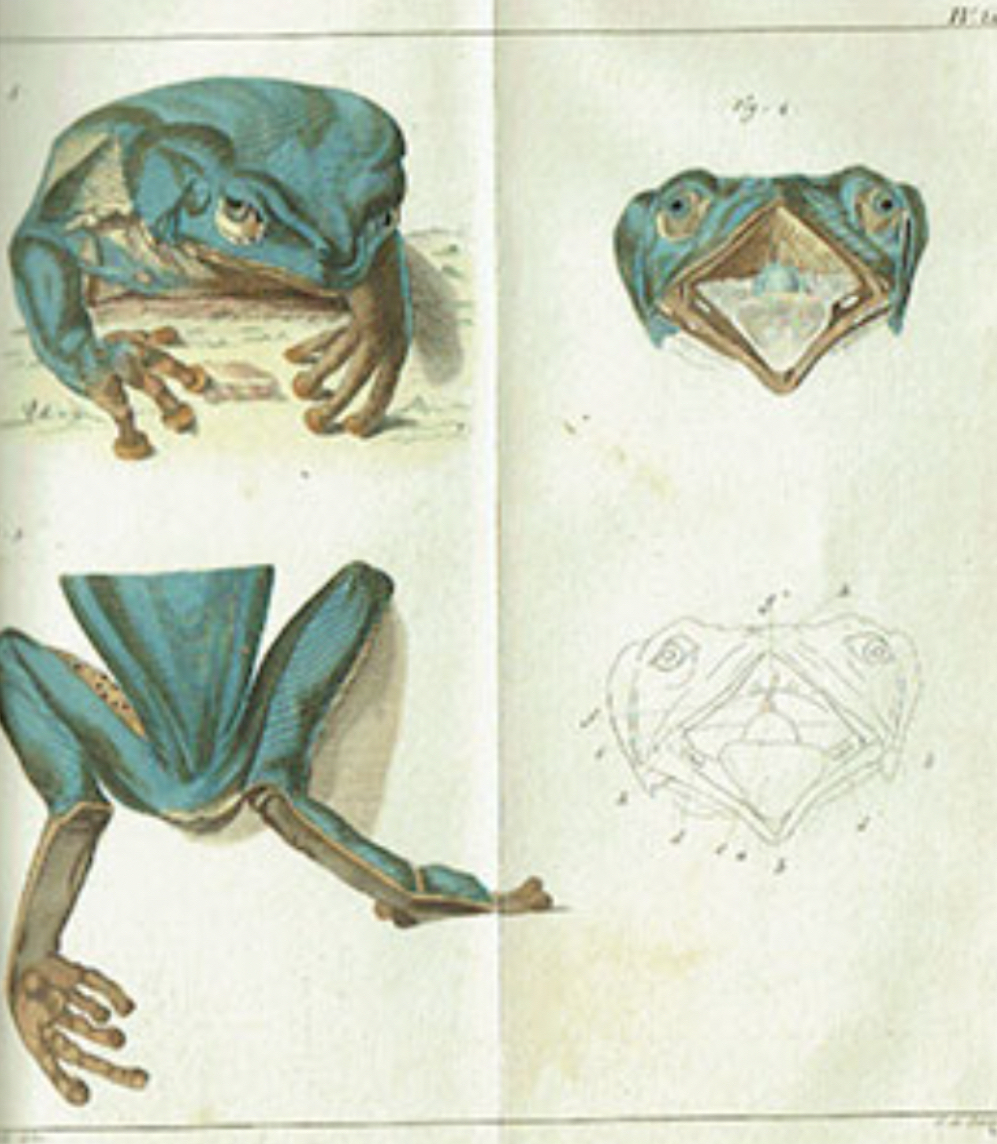 samorini-kampo: The first design of Rana bicolore (later Phyllomedusa bicolor) by the Dutch naturalist
Pieter Boddaert, dated 1772