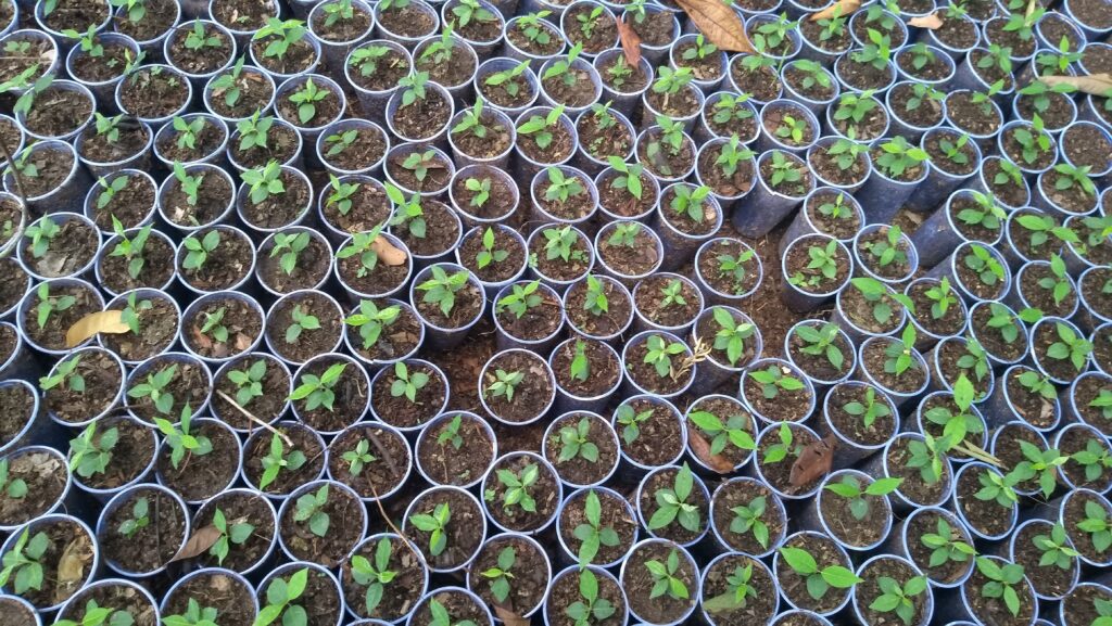 Banisteriopsis caapi seedlings  