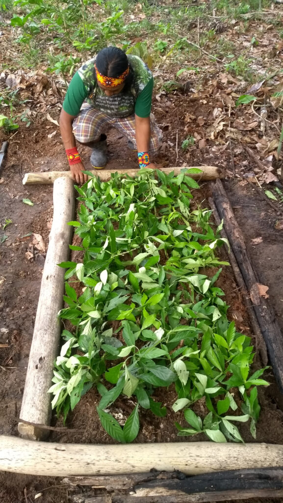 Metsá Varinawa making a nursery for kawa 