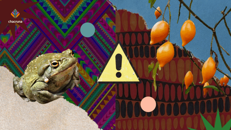 Synthesized by two Japanese scientists in 1936 – decades before it was discovered in toads in the 1960s – 5-MeO-DMT came into its own in the underground psychedelic movement with the publication of the 1983 pamphlet, Bufo alvarius: the Psychedelic Toad of the Sonoran Desert. The pamphlet describes the venom collection process and means of ingestion through smoking (the author notes that the venom is “extremely hallucinogenic when vaporized by heat and taken into the lungs in the form of smoke”).