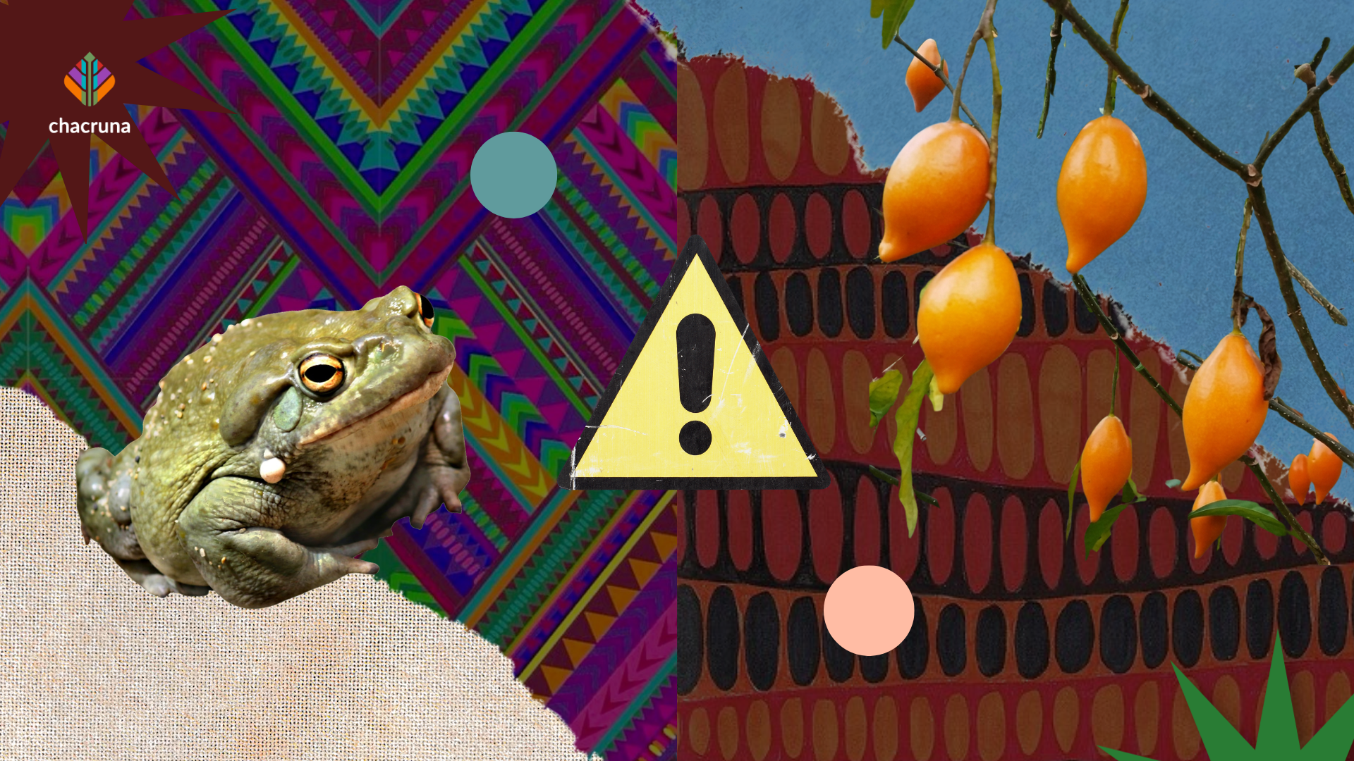 Synthesized by two Japanese scientists in 1936 – decades before it was discovered in toads in the 1960s – 5-MeO-DMT came into its own in the underground psychedelic movement with the publication of the 1983 pamphlet, Bufo alvarius: the Psychedelic Toad of the Sonoran Desert. The pamphlet describes the venom collection process and means of ingestion through smoking (the author notes that the venom is “extremely hallucinogenic when vaporized by heat and taken into the lungs in the form of smoke”).