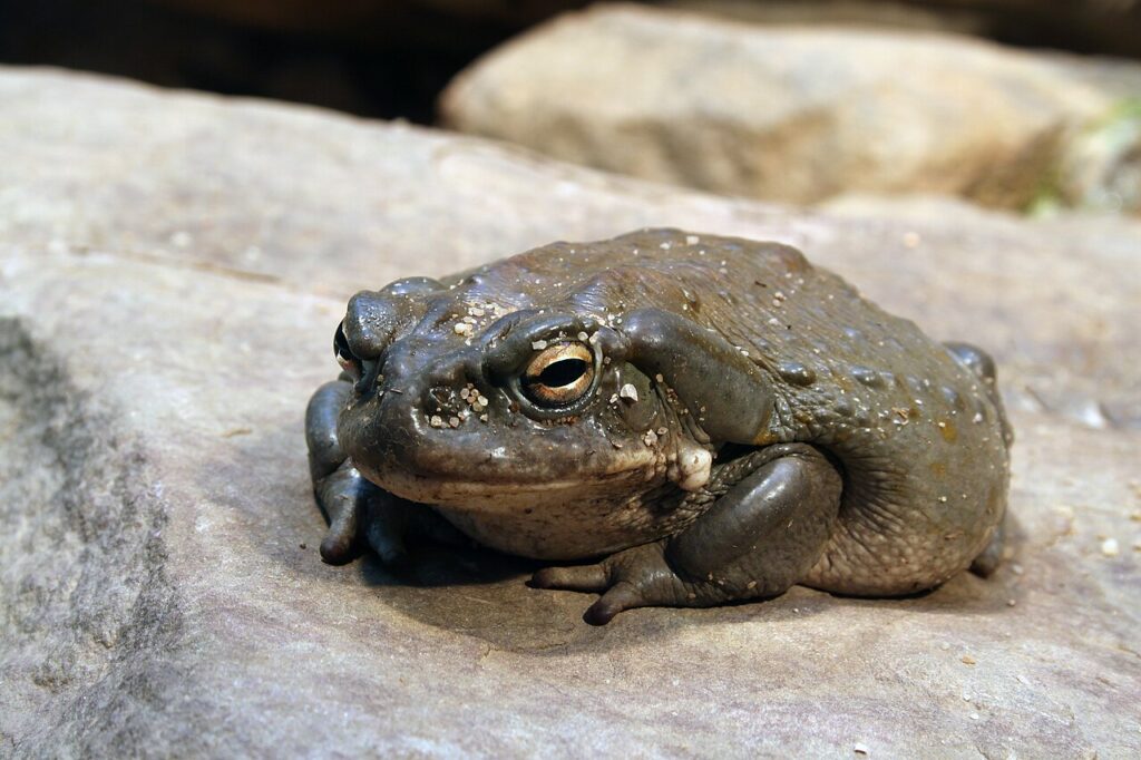 Bufo alvarius